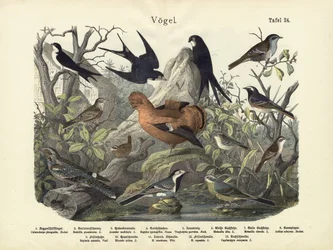 Oiseaux, c.1860